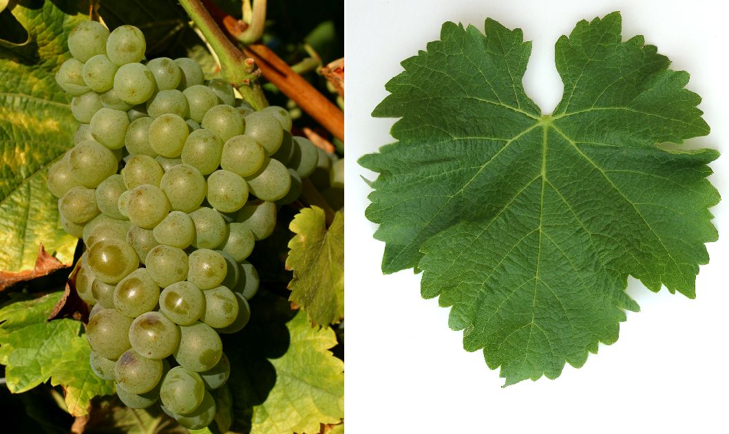 Sauvignon Blanc - Weintraube und Blatt