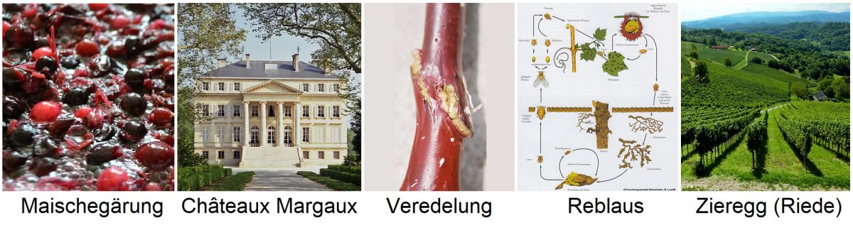 Weinglossar Stihwörter - Maischegärung, Château Margaux, Veredelung, Reblaus (Kreislauf), Zieregg (Riede)