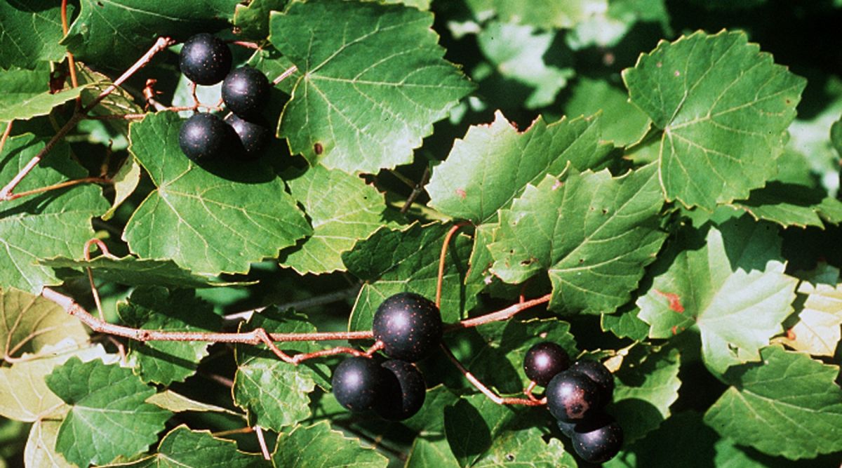Vitis rotundifolia - Trauben und Blätter