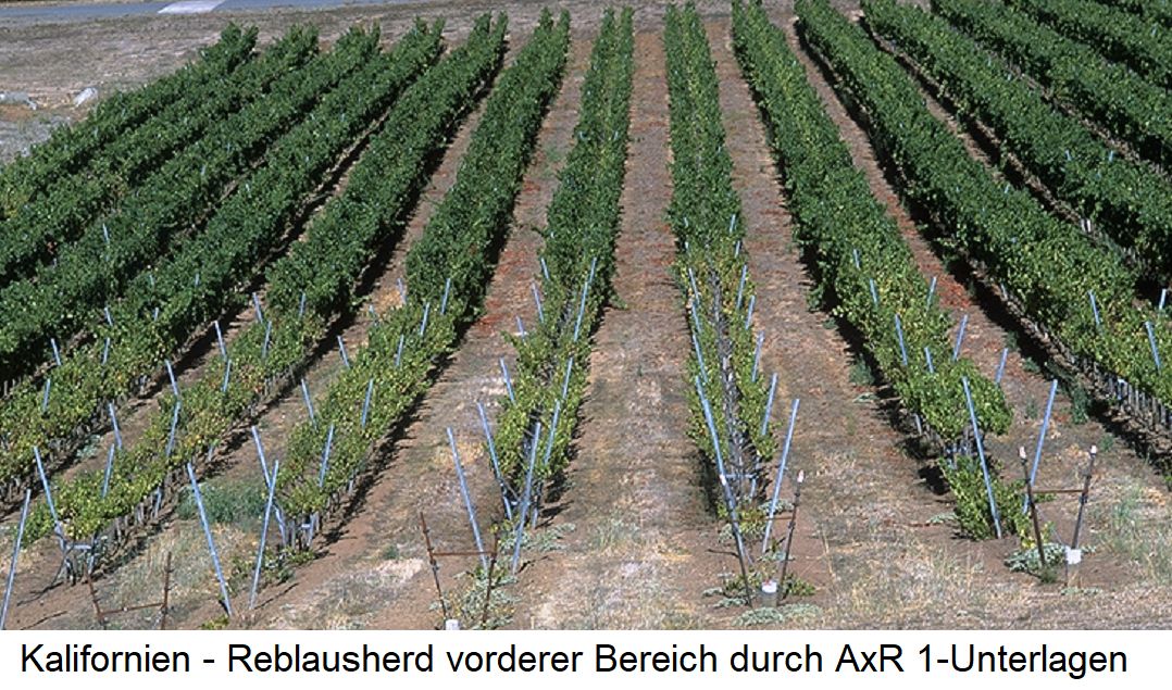 AxR 1 - Weingarten in Kalifornien mit Reblausschäden im vorderen Bereich