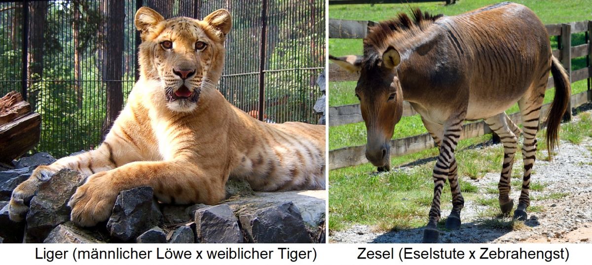 Hybriden Tiere - Liger (Löwe x Tiger) / Zesel (Zebra x Esel)