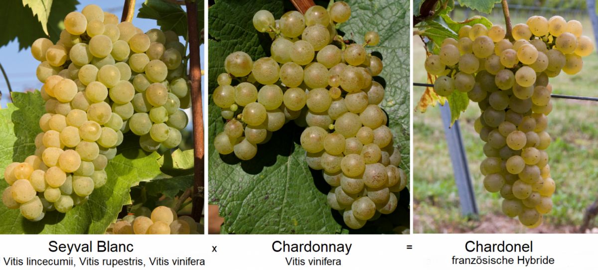 interspezifische Kreuzung - Seyval Blanc x Chardonnay = Chardonel