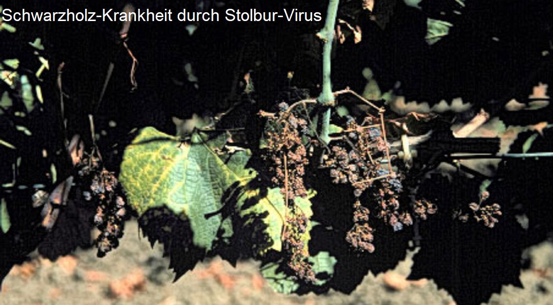 Phytoplasmen - Schwarzholz-Krankheit durch Stolbur-Virus