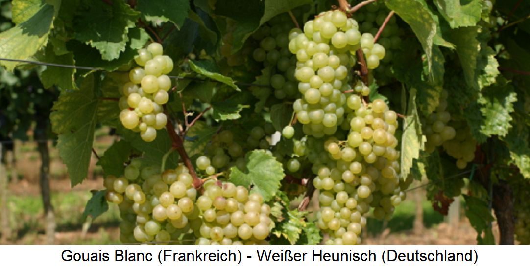 Gouais Blanc / Weißer Heunisch - Weingarten