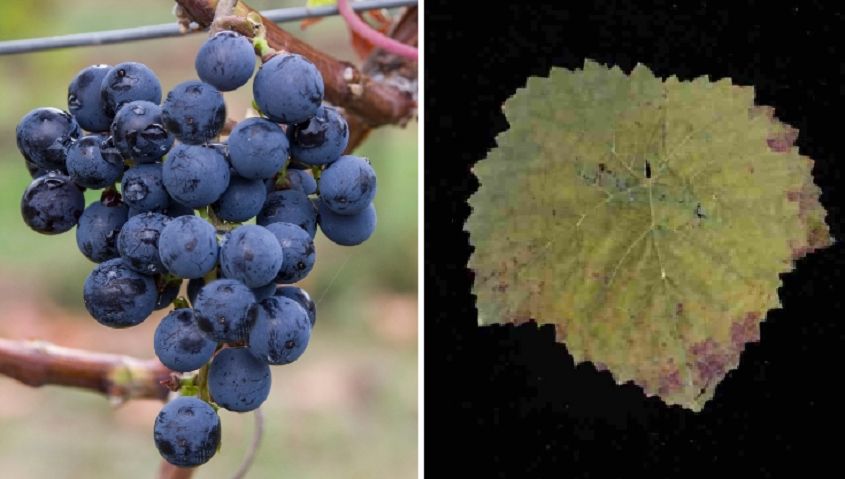 Blauer Riesling - Weintraube und Blatt