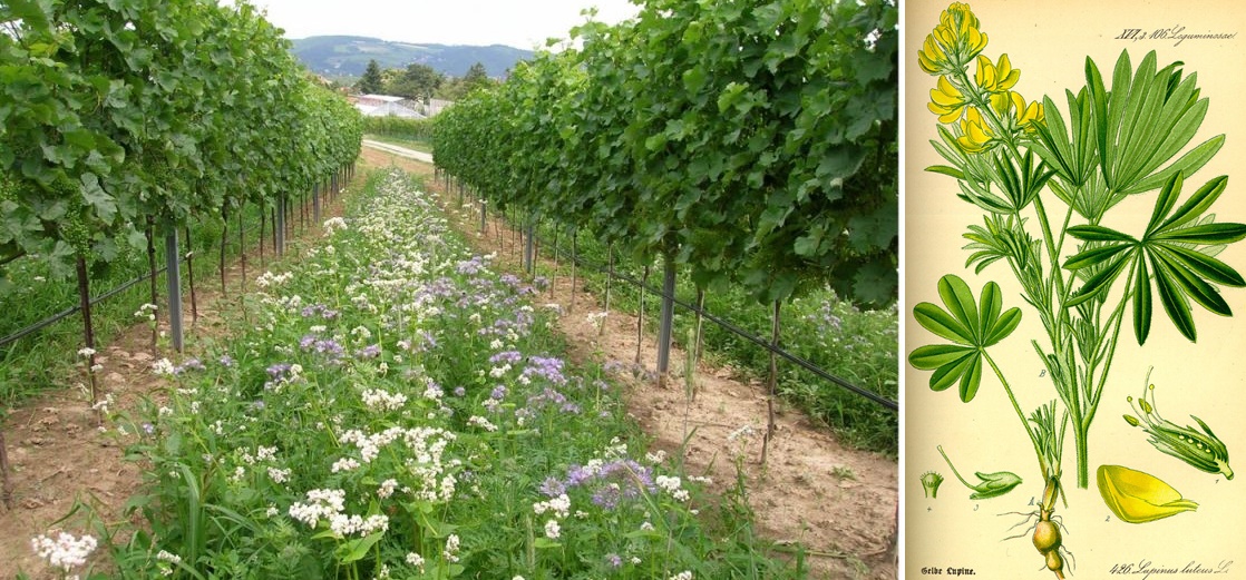 Begrünung zwischen den Rebzeilen, Gelbe Lupine