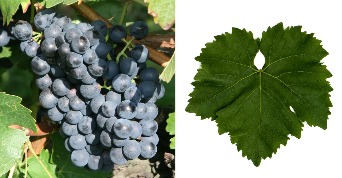 Blauer Portugieser - Weintraube und Blatt