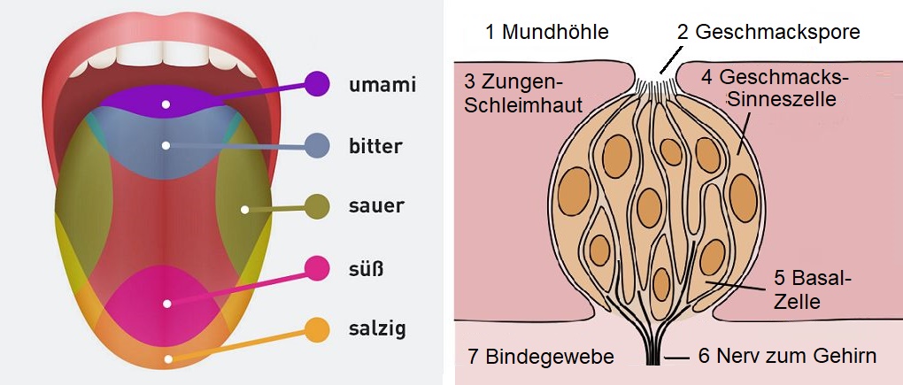 Geschmack - Zeichnung