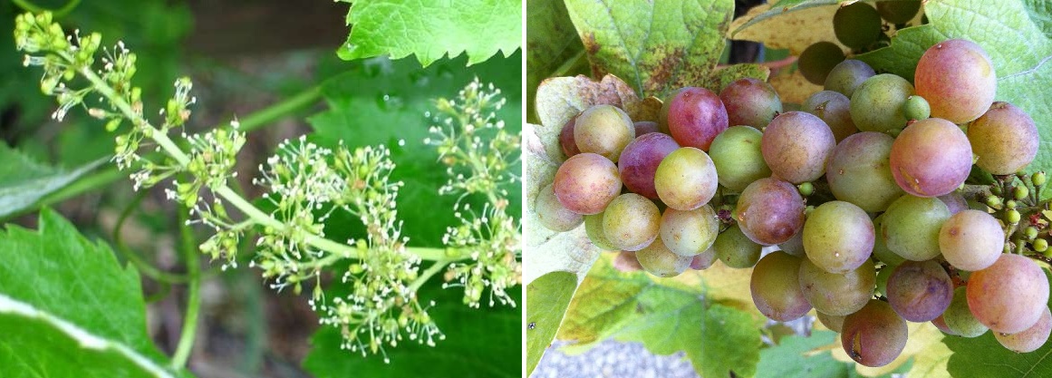 Kleinbeerigkeit - Geschein in der Blüte und Weintraube