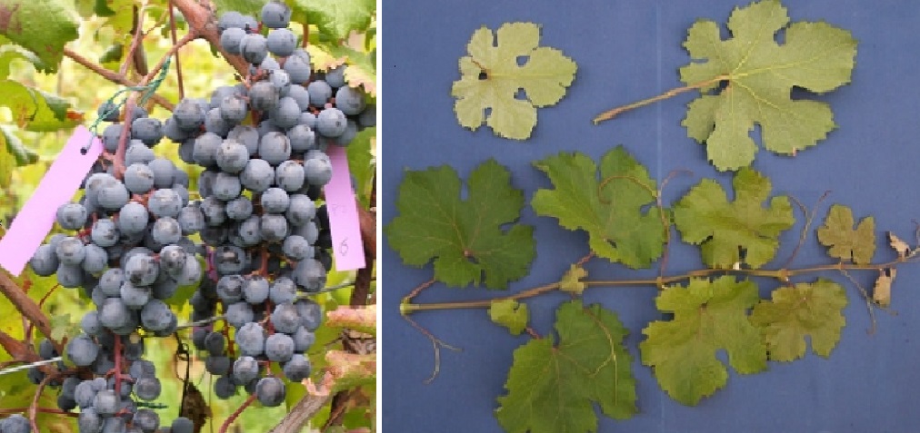 Merera - Weintraube und Blätter