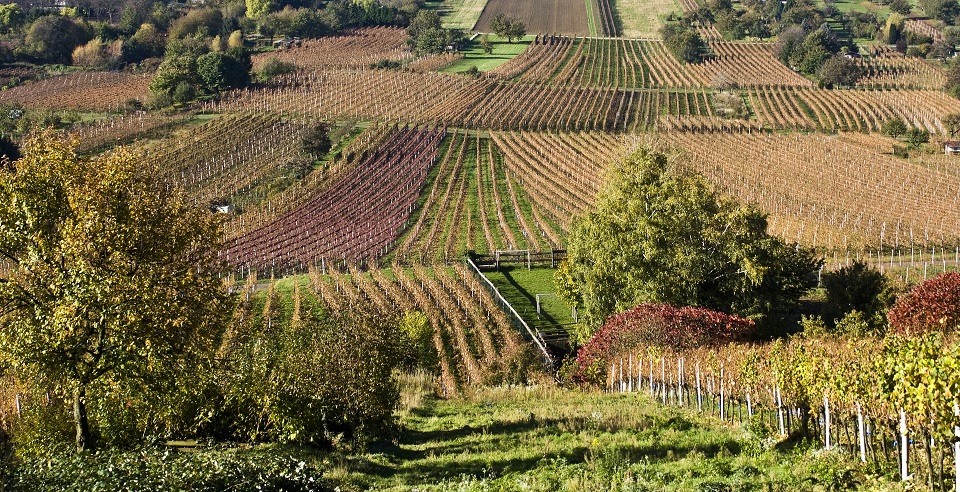 Nachlese - Weingärten