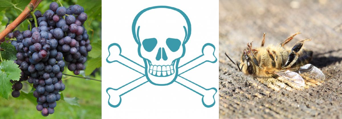 Pestizide - Traube, Totenkopf und Biene