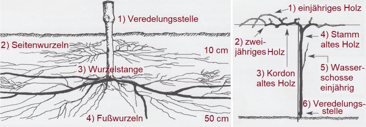 Unterteil und Oberteil