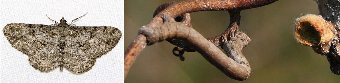 Rhombenspanner - Raupe vor der ausgehöhlten Knospe.