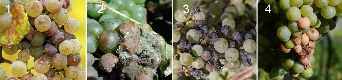 Traubenfäule - Graufäule (Botrytis), Grünfäule, Schwarzfäule, Essigfäule