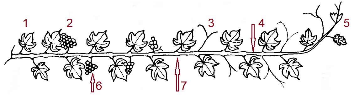 Triebe - Zeichnung mit 1 bis 7 