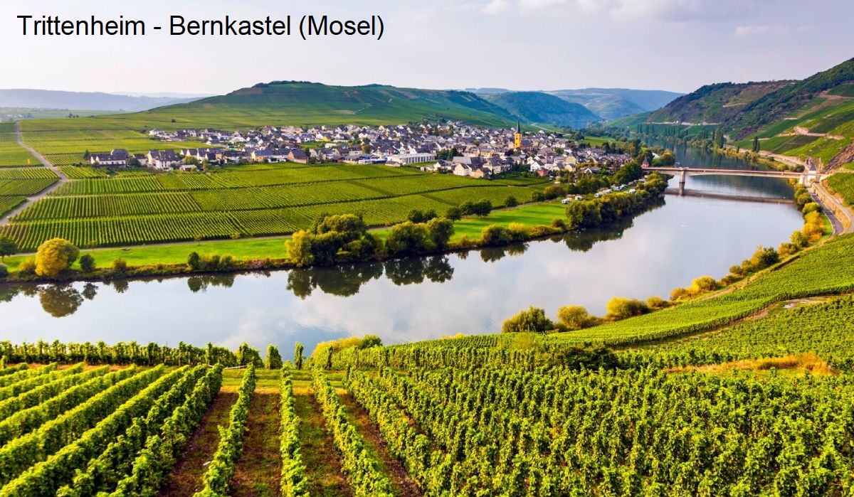 Weingartenpflege - Weinberge Gemeinde Trittenheim (Bernkastel, Mosel)